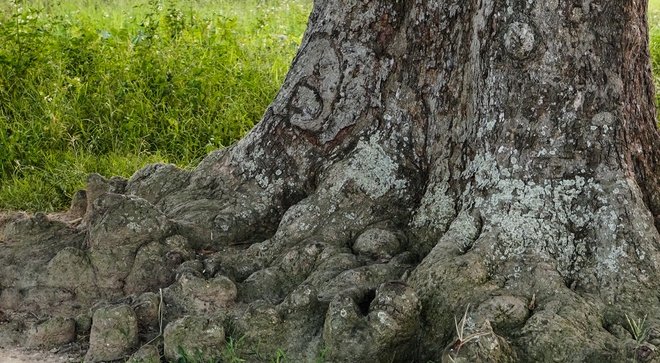 Khám phá điểm check-in siêu đẹp tại cây muỗm hơn 600 năm tuổi tại Bắc Ninh - Ảnh 3.