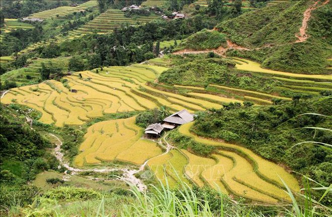 Hà Giang đẹp nao lòng mùa vàng trên những thửa ruộng bậc thang - Ảnh 4.