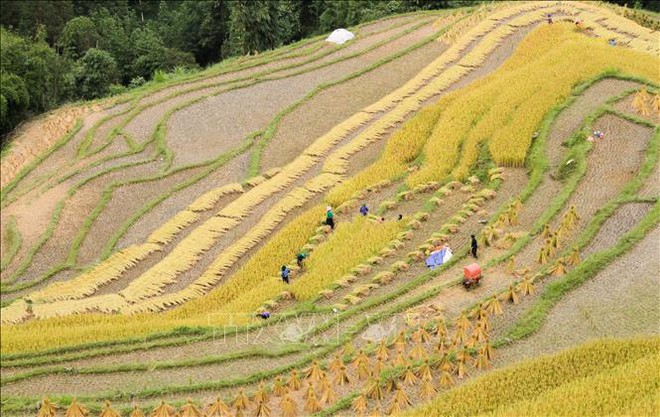 Hà Giang đẹp nao lòng mùa vàng trên những thửa ruộng bậc thang - Ảnh 12.