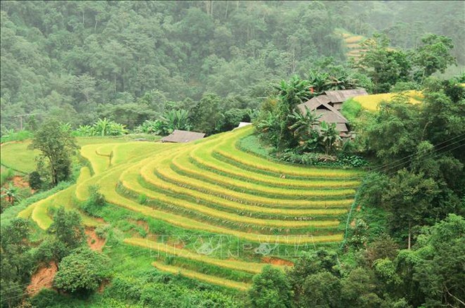 Hà Giang đẹp nao lòng mùa vàng trên những thửa ruộng bậc thang - Ảnh 10.