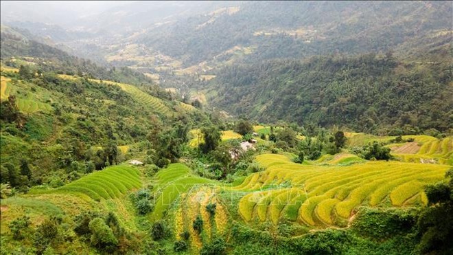 Hà Giang đẹp nao lòng mùa vàng trên những thửa ruộng bậc thang - Ảnh 7.