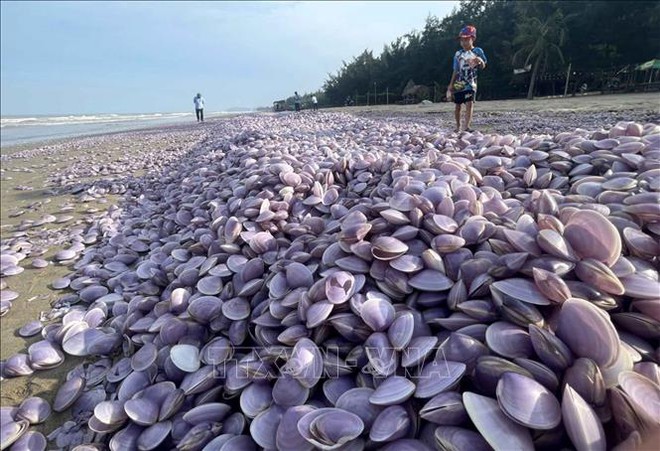 Hàng chục tấn ngao giấy trôi dạt vào bờ biển Nam Định - Ảnh 1.