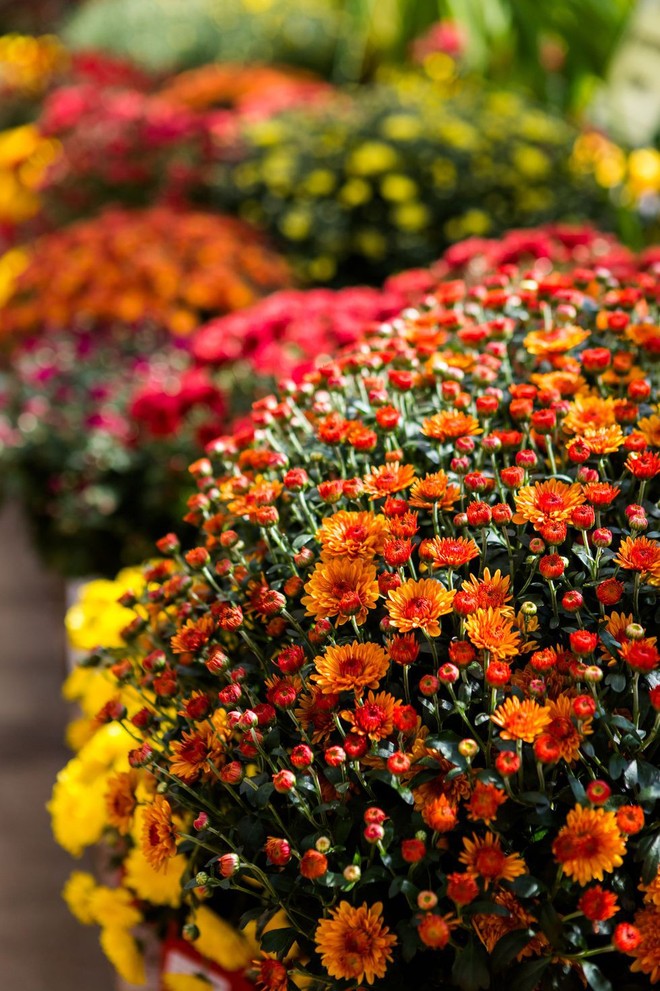 11 loại hoa nên trồng ở khu vườn nhà bạn trong mùa thu - Ảnh 1.