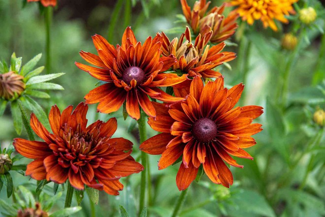 11 loại hoa nên trồng ở khu vườn nhà bạn trong mùa thu - Ảnh 2.