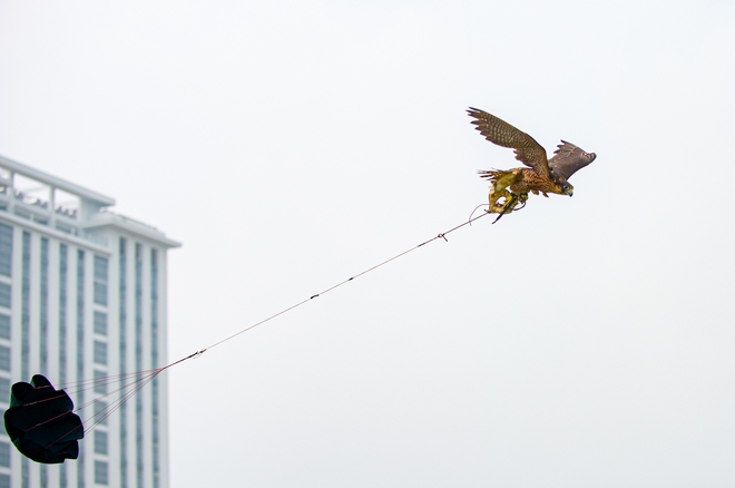 Ảnh, clip: Dùng flycam, định vị GPS để huấn luyện chim trinh sát trên không tại Hà Nội - Ảnh 13.