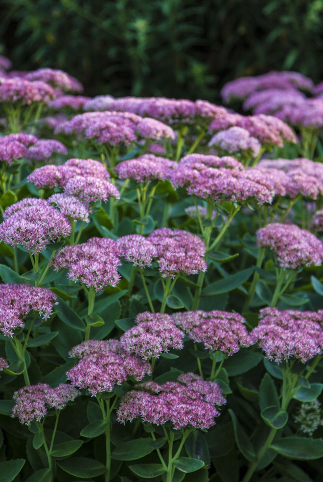 11 loại hoa nên trồng ở khu vườn nhà bạn trong mùa thu - Ảnh 11.