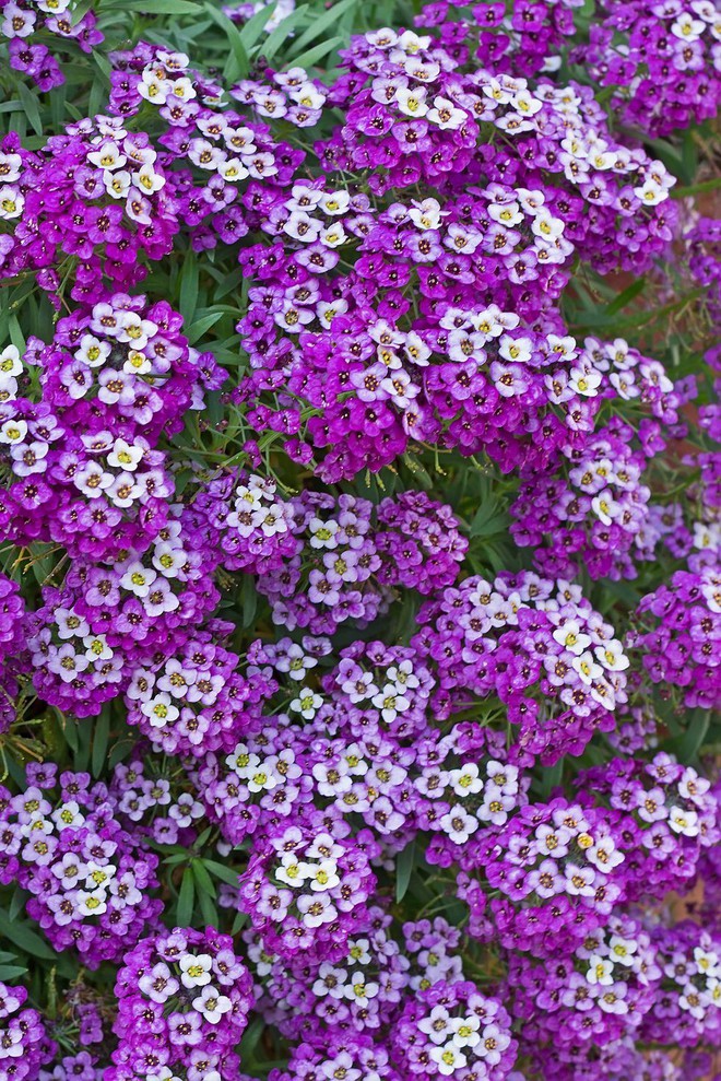 11 loại hoa nên trồng ở khu vườn nhà bạn trong mùa thu - Ảnh 12.