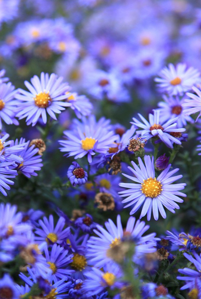 11 loại hoa nên trồng ở khu vườn nhà bạn trong mùa thu - Ảnh 14.