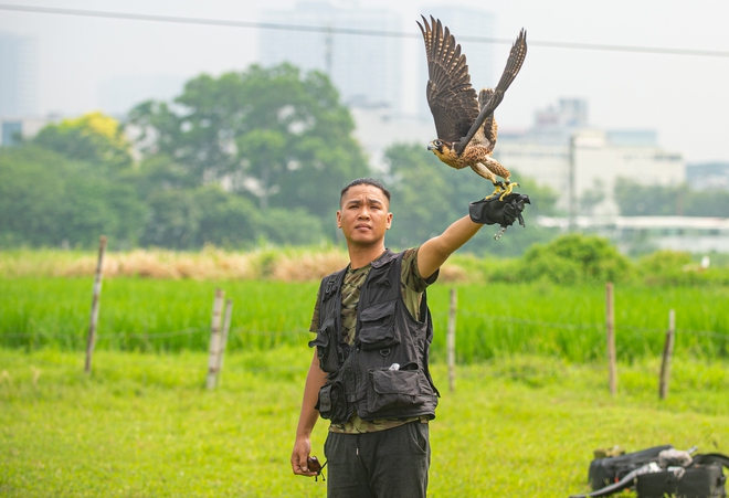 Ảnh, clip: Dùng flycam, định vị GPS để huấn luyện chim trinh sát trên không tại Hà Nội - Ảnh 5.