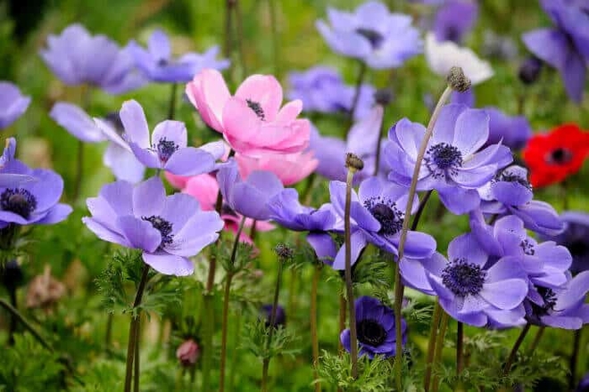 11 loại hoa nên trồng ở khu vườn nhà bạn trong mùa thu - Ảnh 7.