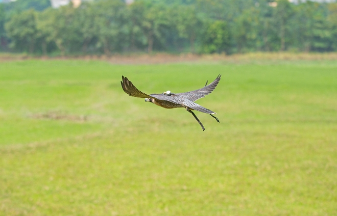 Ảnh, clip: Dùng flycam, định vị GPS để huấn luyện chim trinh sát trên không tại Hà Nội - Ảnh 8.