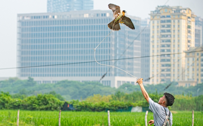 Ảnh, clip: Dùng flycam, định vị GPS để huấn luyện chim trinh sát trên không tại Hà Nội - Ảnh 9.