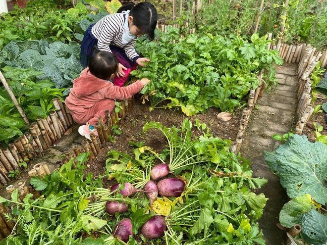 Lần đầu trồng rau nản muốn bỏ, vườn của bà mẹ Quảng Ninh hiện giờ khiến bao người mê - Ảnh 2.