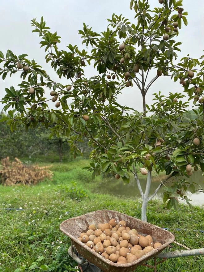 Lần đầu trồng rau nản muốn bỏ, vườn của bà mẹ Quảng Ninh hiện giờ khiến bao người mê - Ảnh 4.