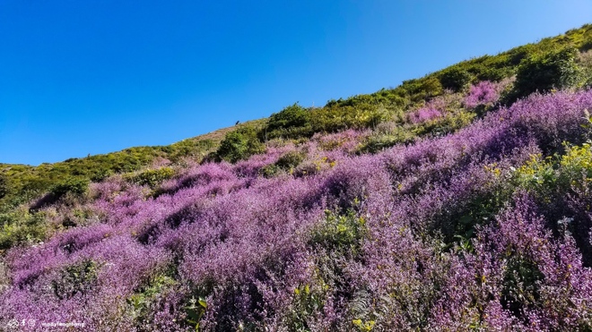 C&aacute;nh đồng hoa chi p&acirc;u t&iacute;m lịm ngọt ng&agrave;o như miền cổ t&iacute;ch ở n&oacute;c nh&agrave; Y&ecirc;n B&aacute;i - Ảnh 1.