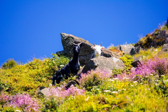 C&aacute;nh đồng hoa chi p&acirc;u t&iacute;m lịm ngọt ng&agrave;o như miền cổ t&iacute;ch ở n&oacute;c nh&agrave; Y&ecirc;n B&aacute;i - Ảnh 4.