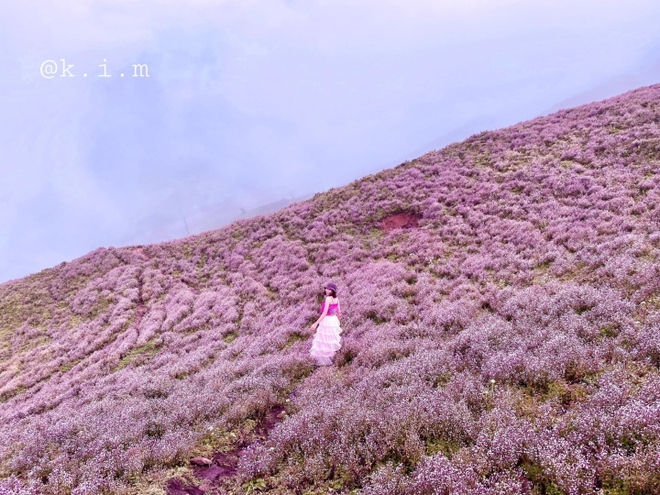 C&aacute;nh đồng hoa chi p&acirc;u t&iacute;m lịm ngọt ng&agrave;o như miền cổ t&iacute;ch ở n&oacute;c nh&agrave; Y&ecirc;n B&aacute;i - Ảnh 7.