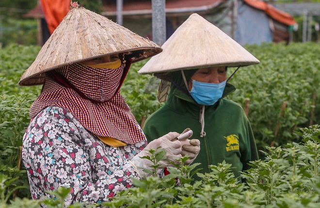 Sinh viên, công nhân thất nghiệp “ngắt lá, bẻ nụ hoa” kiếm tiền triệu tiêu Tết - Ảnh 14.