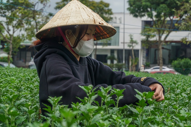 Sinh viên, công nhân thất nghiệp “ngắt lá, bẻ nụ hoa” kiếm tiền triệu tiêu Tết - Ảnh 12.