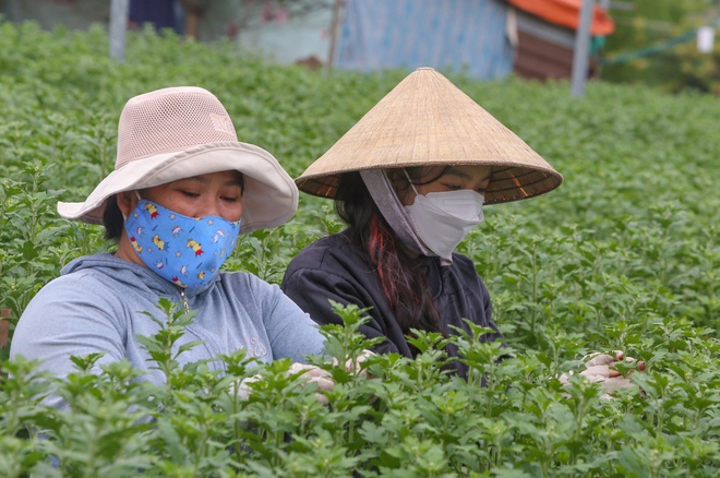 Sinh viên, công nhân thất nghiệp “ngắt lá, bẻ nụ hoa” kiếm tiền triệu tiêu Tết - Ảnh 11.