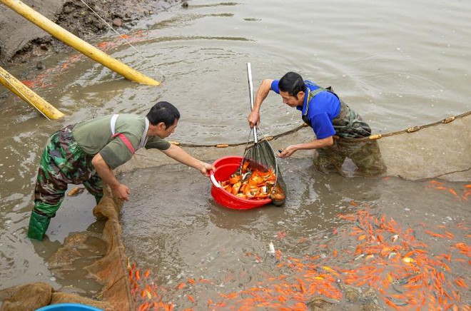 Người dân làng cá chép đỏ mỏi tay thu hoạch vì được mùa, trúng giá phục vụ Tết ông Công ông Táo - Ảnh 5.