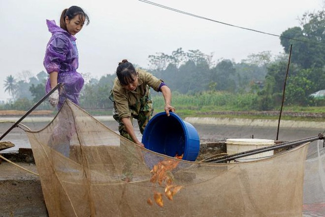 Người dân làng cá chép đỏ mỏi tay thu hoạch vì được mùa, trúng giá phục vụ Tết ông Công ông Táo - Ảnh 8.