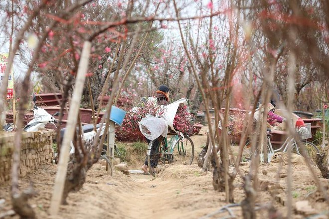 L&agrave;ng đ&agrave;o Nhật T&acirc;n nườm nượp người mua, kẻ b&aacute;n những ng&agrave;y gi&aacute;p Tết - Ảnh 14.