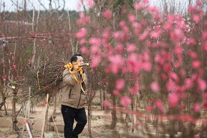 Làng đào Nhật Tân nườm nượp người mua, kẻ bán những ngày giáp Tết - Ảnh 5.