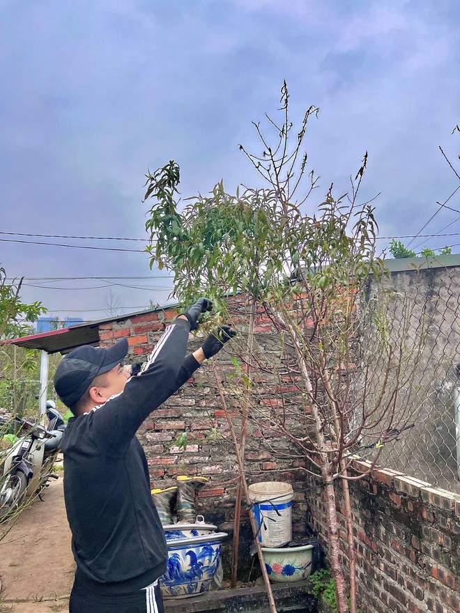 C&aacute;ch chăm s&oacute;c hoa đ&agrave;o ng&agrave;y Tết từ lời khuy&ecirc;n của chủ vườn đ&agrave;o ở Nhật T&acirc;n - Ảnh 3.