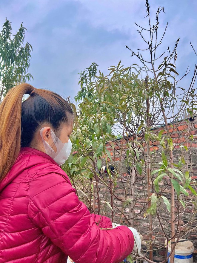 C&aacute;ch chăm s&oacute;c hoa đ&agrave;o ng&agrave;y Tết từ lời khuy&ecirc;n của chủ vườn đ&agrave;o ở Nhật T&acirc;n - Ảnh 1.
