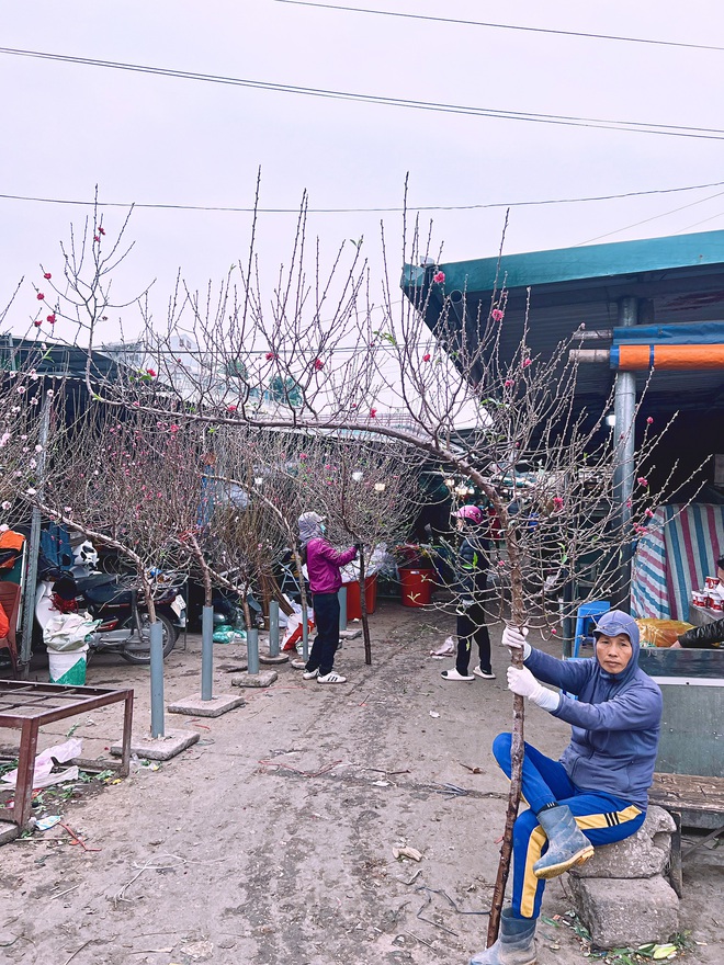 Cập nhật gi&aacute; cả ở chợ hoa Tết lớn nhất H&agrave; Nội - Ảnh 37.