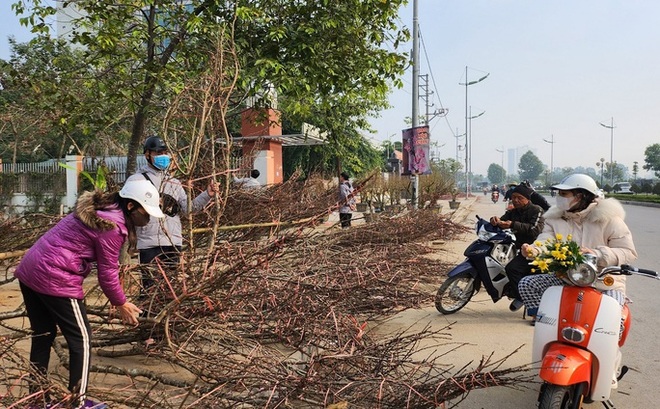 Đào rừng ế ẩm, người bán vứt thành đống trên phố chiều 30 Tết - Ảnh 4.