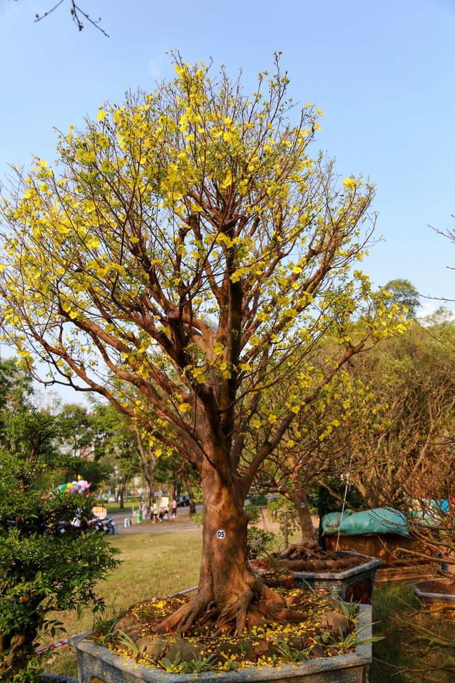 Chiêm ngưỡng mai vàng khủng giá 4 tỉ tại chợ hoa phố nhà giàu TP.HCM - Ảnh 4.