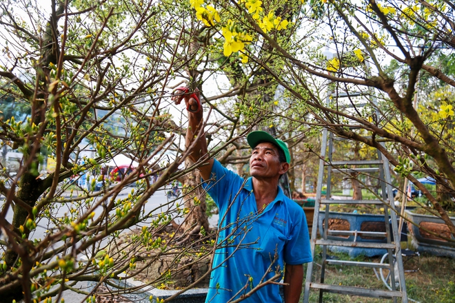 Chiêm ngưỡng mai vàng khủng giá 4 tỉ tại chợ hoa phố nhà giàu TP.HCM - Ảnh 11.