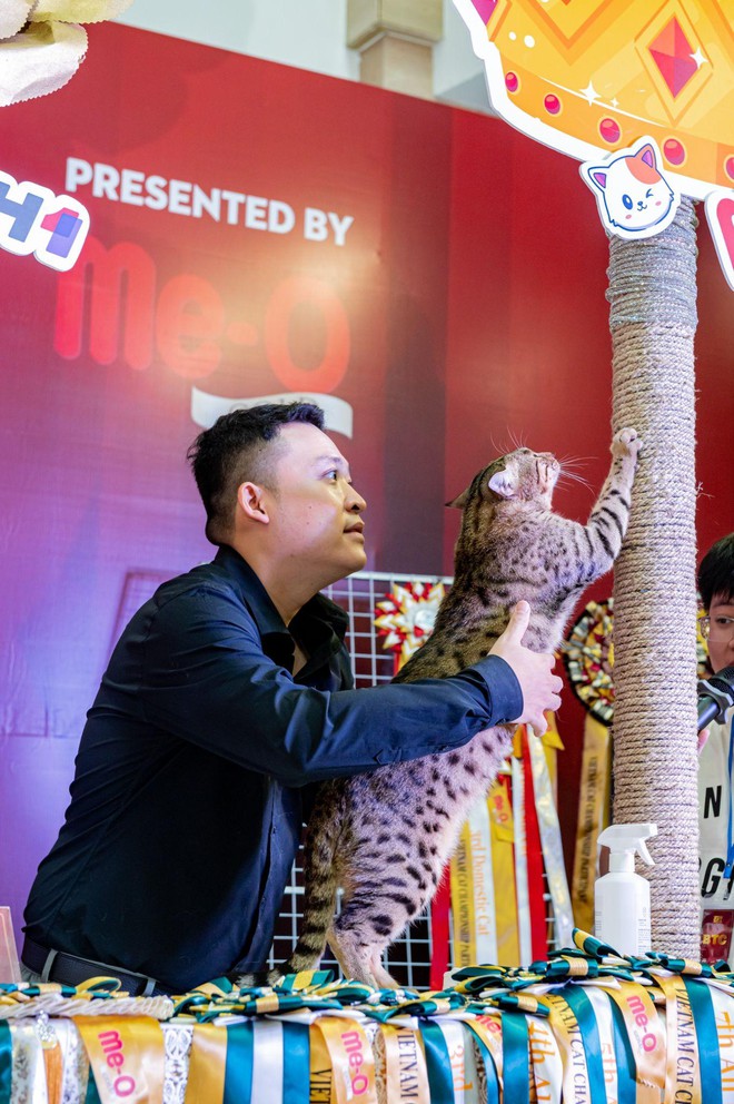 Hành trình gian khổ, kéo dài hàng chục năm để trở thành giám khảo mèo của chủ tịch hội con sen Việt Nam - Ảnh 5.