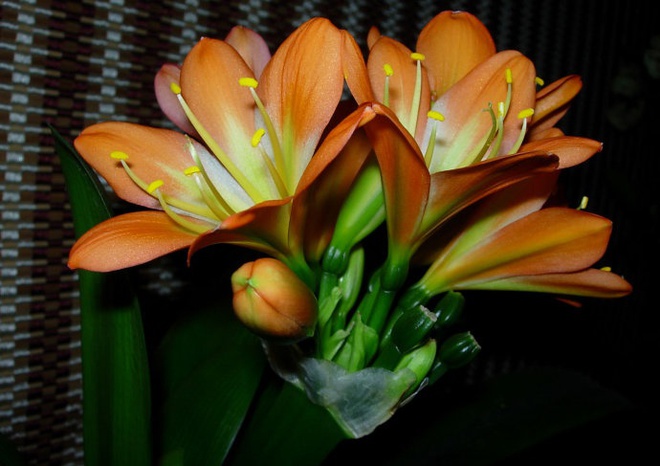 Lan quân tử - Loài hoa sang trọng, tốt cho phong thủy vào nhà bạn dịp Tết - Ảnh 3.