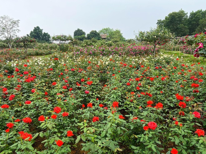 Mùng 3 Tết đến thăm vườn hồng rộng 6.000m² của người phụ nữ ở Hà Nội - Ảnh 10.