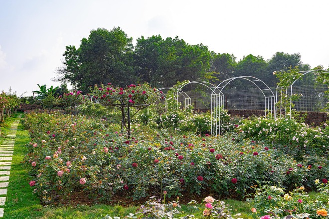 Mùng 3 Tết đến thăm vườn hồng rộng 6.000m² của người phụ nữ ở Hà Nội - Ảnh 8.