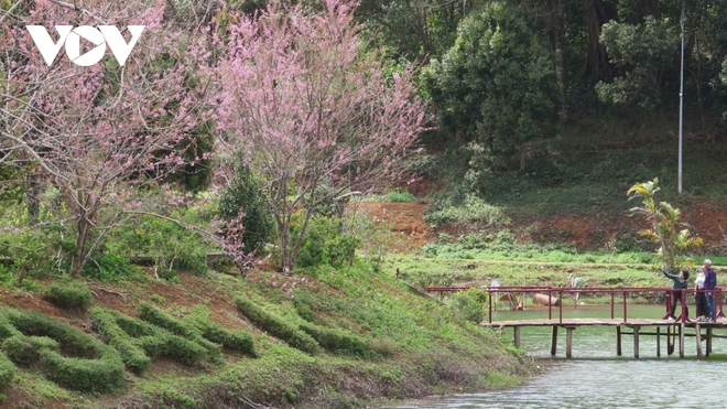 Mưa, lạnh du khách vẫn đổ về Măng Đen thưởng lãm hoa anh đào - Ảnh 2.