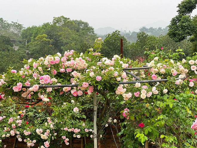 Mùng 3 Tết đến thăm vườn hồng rộng 6.000m² của người phụ nữ ở Hà Nội - Ảnh 6.
