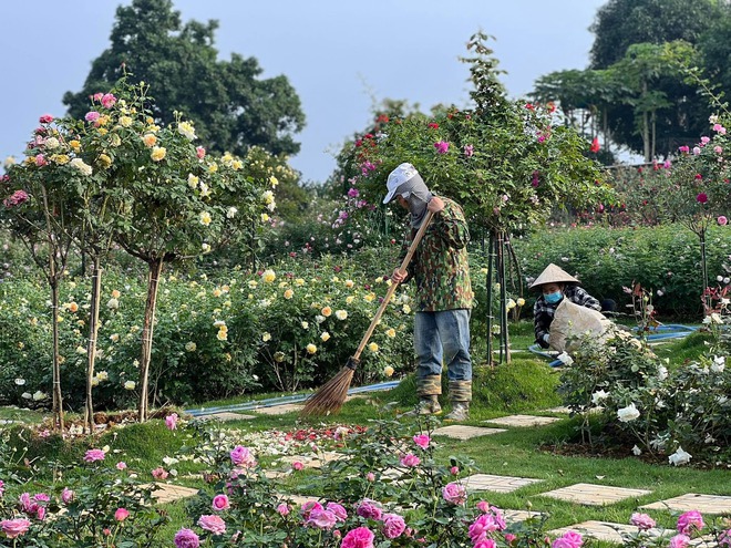 Mùng 3 Tết đến thăm vườn hồng rộng 6.000m² của người phụ nữ ở Hà Nội - Ảnh 5.