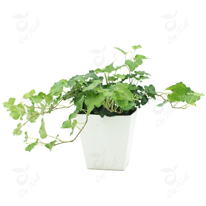 Làm sạch không khí trong nhà bằng 9 loại cây cảnh quen thuộc - Ảnh 8.