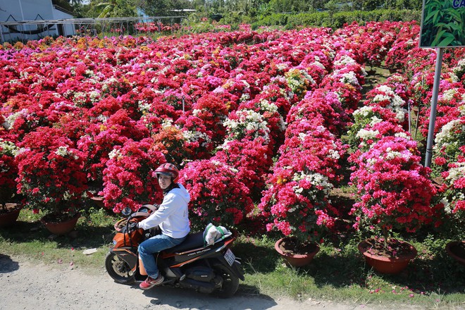 Những địa điểm đẹp ở Việt Nam khiến dân tình hối hả &quot;lên đồ&quot; chụp hình đón xuân - Ảnh 1.