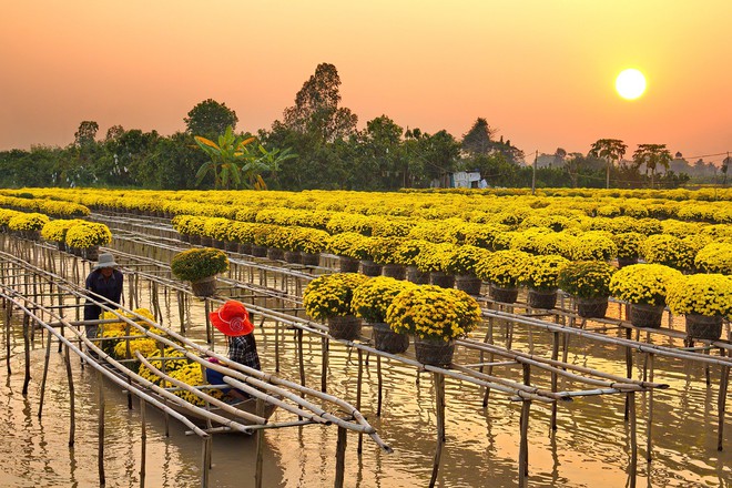 Những địa điểm đẹp ở Việt Nam khiến dân tình hối hả &quot;lên đồ&quot; chụp hình đón xuân - Ảnh 1.