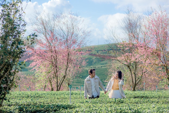 Những địa điểm đẹp ở Việt Nam khiến dân tình hối hả &quot;lên đồ&quot; chụp hình đón xuân - Ảnh 4.