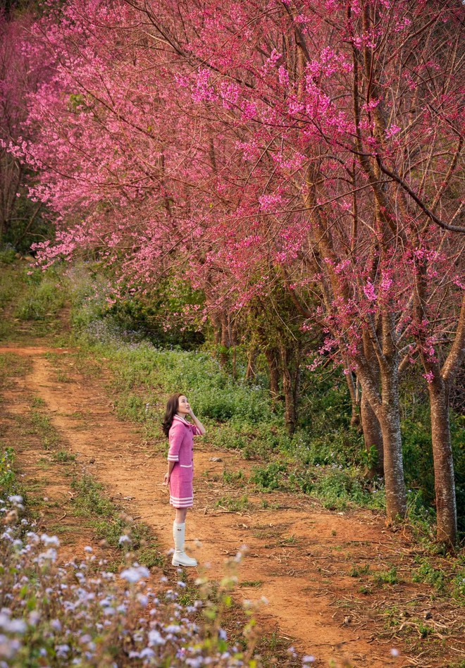 Những địa điểm đẹp ở Việt Nam khiến dân tình hối hả &quot;lên đồ&quot; chụp hình đón xuân - Ảnh 4.