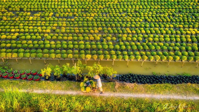 Làng hoa Sa Đéc rực rỡ đón Tết, nhiều người rục rịch lên kế hoạch đến “sống ảo” và ngắm muôn loài hoa - Ảnh 7.