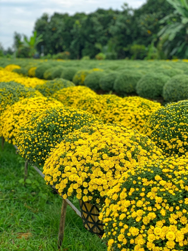 Làng hoa Sa Đéc rực rỡ đón Tết, nhiều người rục rịch lên kế hoạch đến “sống ảo” và ngắm muôn loài hoa - Ảnh 4.