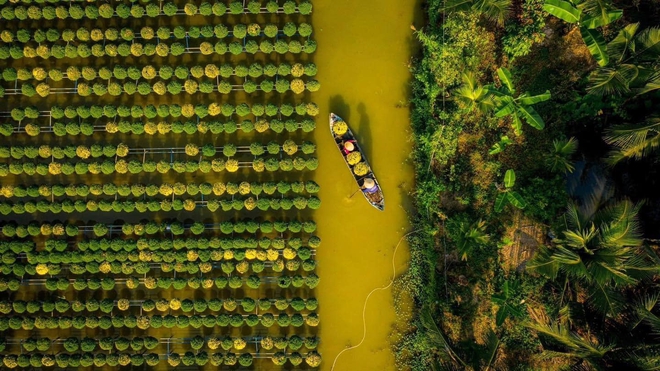 Làng hoa Sa Đéc rực rỡ đón Tết, nhiều người rục rịch lên kế hoạch đến “sống ảo” và ngắm muôn loài hoa - Ảnh 1.