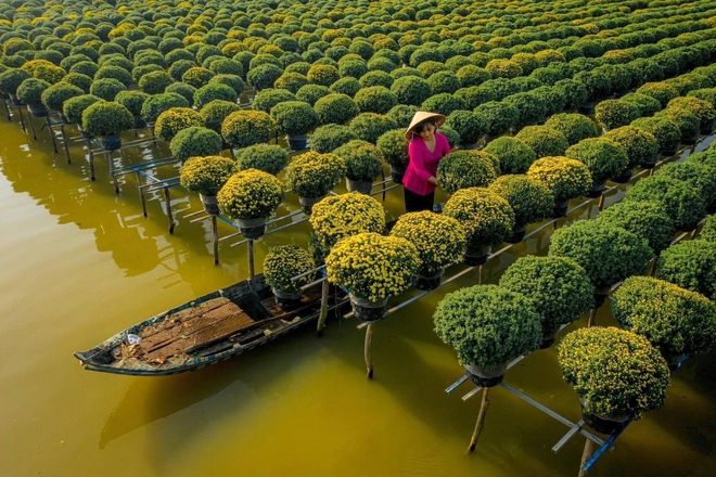 Làng hoa Sa Đéc rực rỡ đón Tết, nhiều người rục rịch lên kế hoạch đến “sống ảo” và ngắm muôn loài hoa - Ảnh 1.